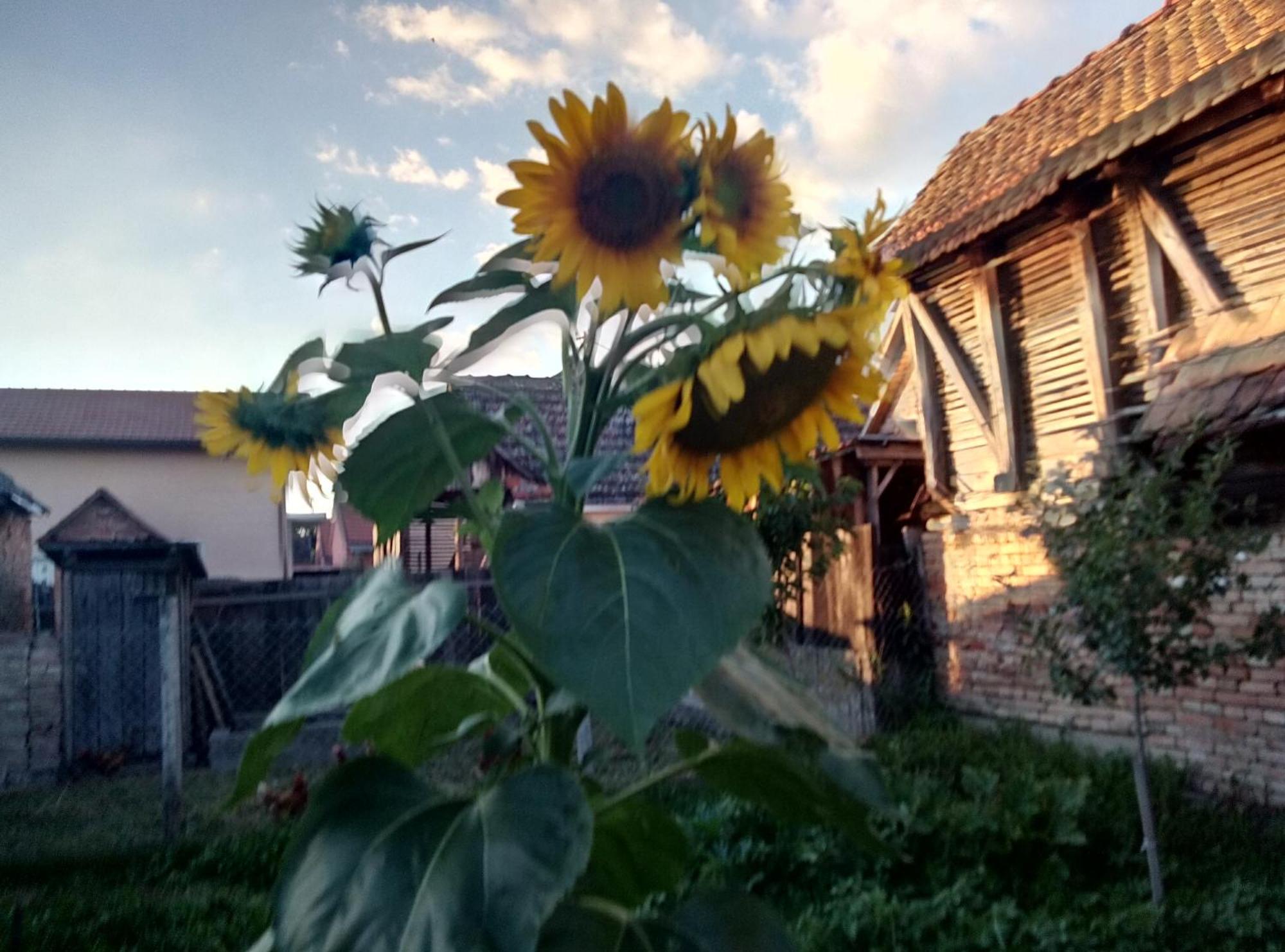 "Poetsko Cose" Nikole Tesle 86 Pension Morović Buitenkant foto